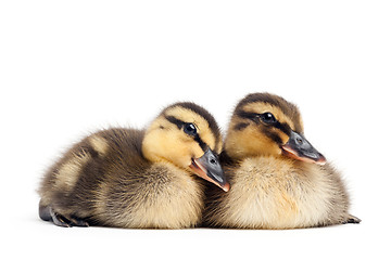 Image showing two ducklings isolated on white