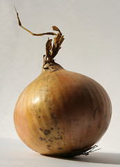 Image showing Onion