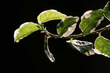 Image showing Leaves