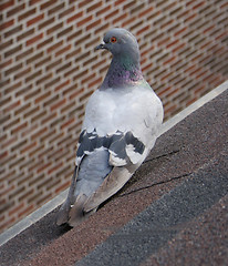 Image showing Bird