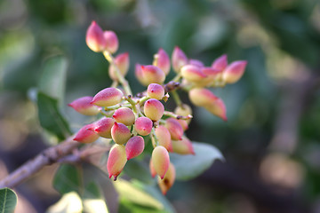 Image showing Pistachio Branch