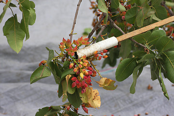 Image showing Pistachio Harvesting
