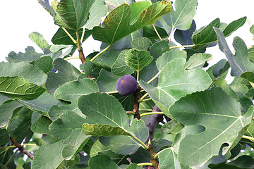 Image showing Fig Tree