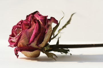 Image showing Rose