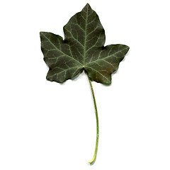 Image showing Ivy leaf