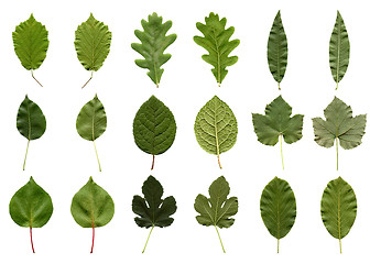 Image showing Leaves collage