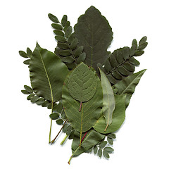 Image showing Leaves collage