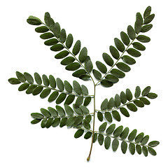 Image showing Carob leaf