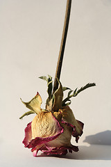 Image showing Dried-Up Rose