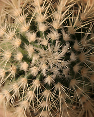 Image showing Cactus