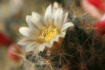Image showing Cactus Flower