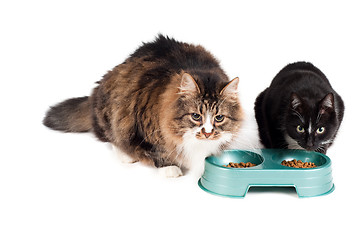 Image showing Cats eating