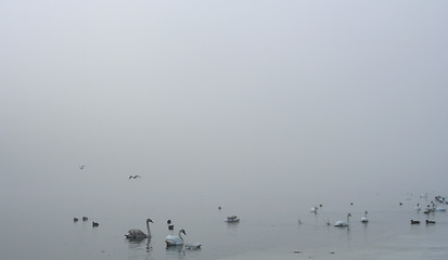 Image showing Birds in the Fog