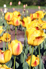 Image showing Tulips