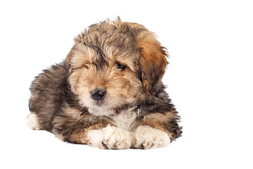 Image showing bearded collie puppy