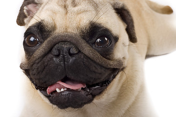 Image showing Pug Portrait, Isolated 