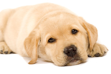 Image showing sleepy Puppy Labrador