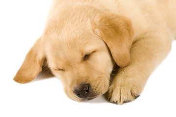 Image showing Sleeping Labrador retriever