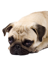 Image showing sad pug puppy