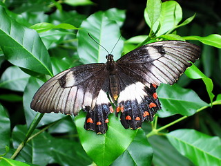 Image showing Big Butterfly