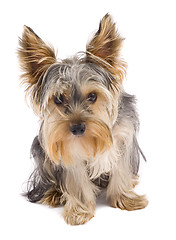 Image showing curious yorkshire terrier
