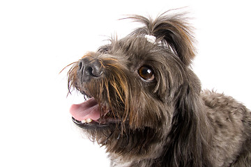 Image showing curious black bichon