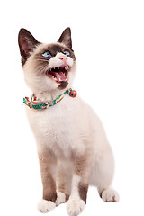 Image showing siamese cat