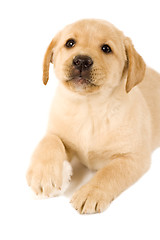 Image showing labrador puppy with fur ball