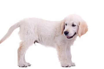 Image showing Puppy Golden Labrador