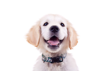 Image showing golden retriever puppy