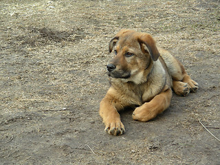 Image showing dog