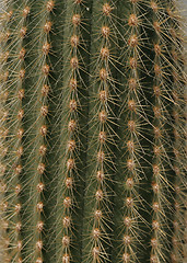 Image showing Cactus