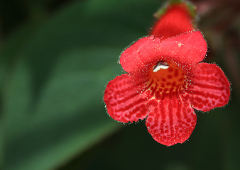 Image showing Flower