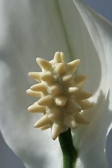 Image showing Flower