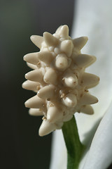 Image showing Flower