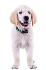 Image showing golden labrador retriever puppy