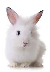 Image showing portrait of a little rabbit