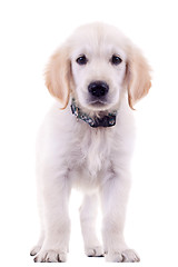 Image showing cute golden labrador