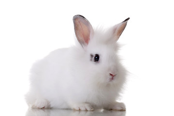 Image showing little rabbit