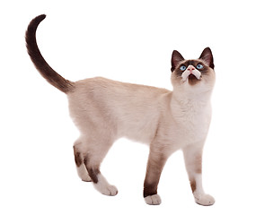 Image showing cute siamese cat standing 