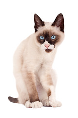 Image showing cute young siamese