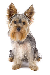 Image showing Yorkie puppy