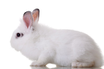 Image showing little rabbit