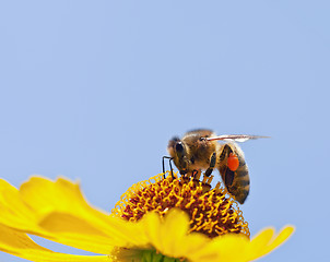 Image showing little bee