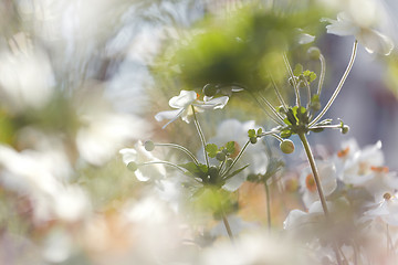 Image showing Anemones flower