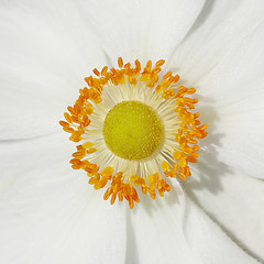 Image showing Anemones flower