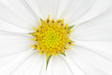 Image showing cosmea