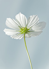 Image showing cosmea