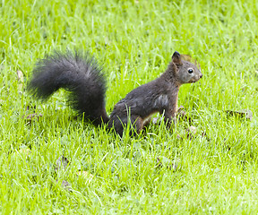 Image showing squirrel