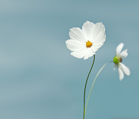 Image showing cosmea